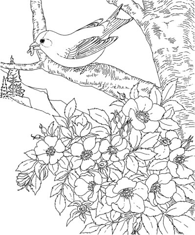 American Eastern Goldfinch Iowa State Bird Coloring Page